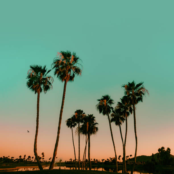 scottsdale arizona, stati uniti. il sole tramonta sulle palme sul lago con vista sul camelback mountain. - phoenix arizona scottsdale sunset foto e immagini stock