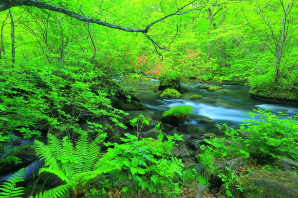 istock Aomori fresh green Oirase mountain stream 1158103894