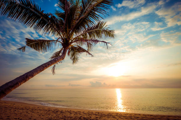 istock tropical beach in sunrise 1158104479