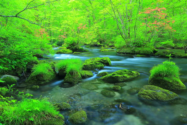 istock Aomori fresh green Oirase mountain stream 1158104590