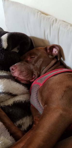 istock Cute Pet Photos 1158104774