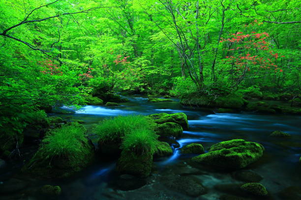 istock Aomori fresh green Oirase mountain stream 1158106140