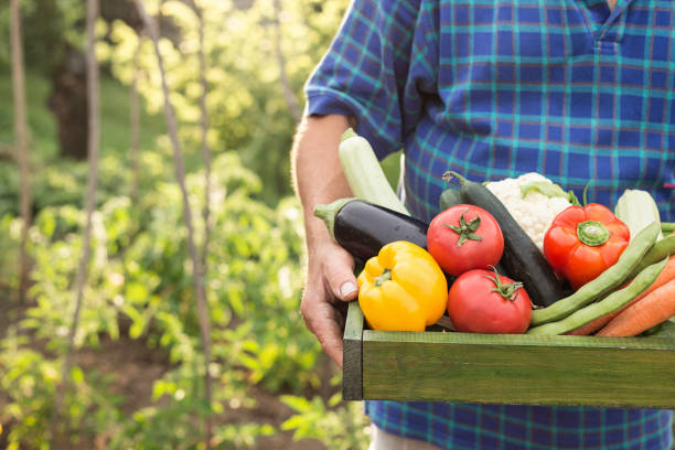 istock Man holding crate with fresh vegetables 1158106167