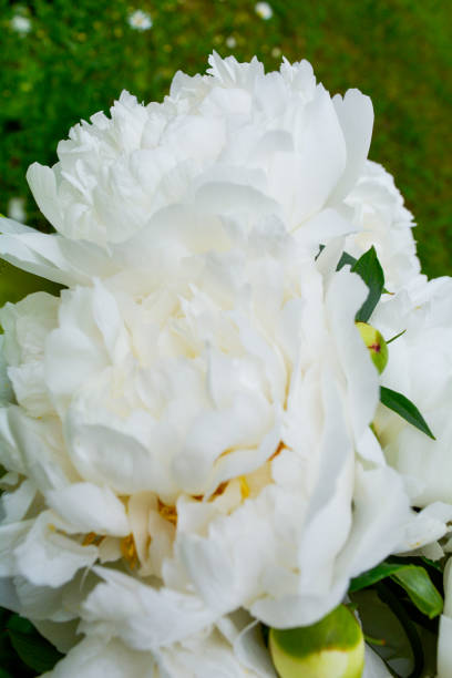 istock Close up beautiful blooming white peony in garden. Fluffy white peon petals 1158106971