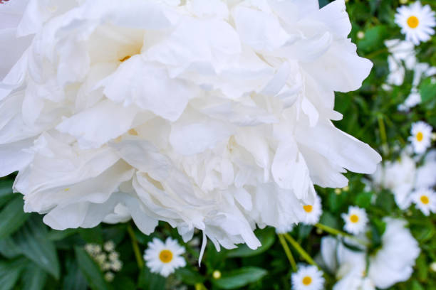 istock Close up beautiful blooming white peony in garden. Fluffy white peon petals 1158106973