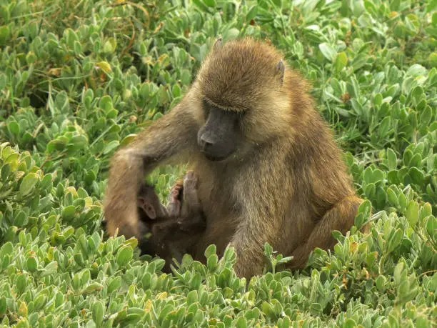 a mother olive baboon feeds on leaves with her baby at amboseli national park, kenya