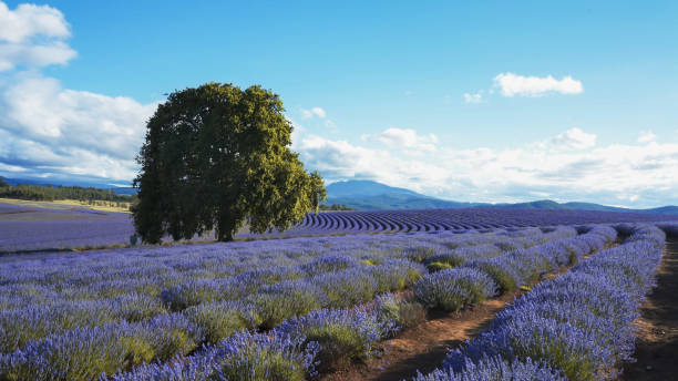 istock lavender plants and an old oak tree in tasmania 1158107713