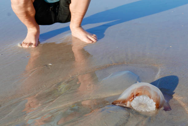 Legs of boy crouching on a Florida beach, looking at a washed up jellyfish on the sand