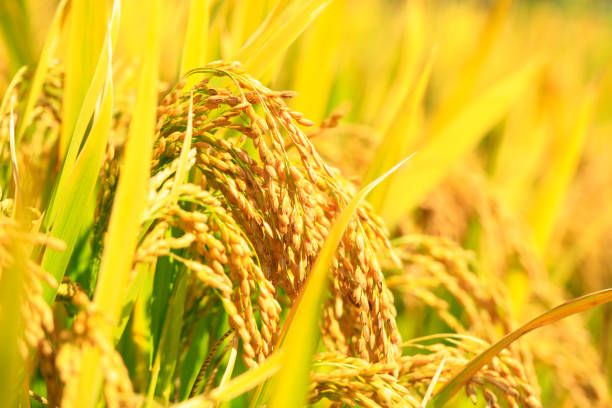 istock Mature rice in rice field, under the blue sky white clouds 1158109805