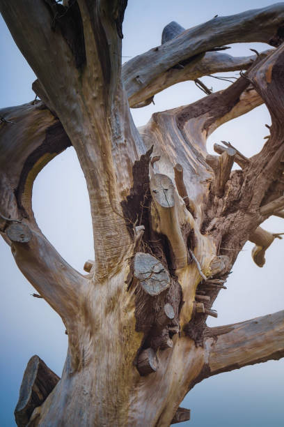 오래된 껍질 나무 조각 - barked log 뉴스 사진 이미지