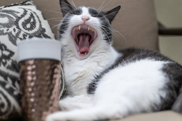 Handsome cat yawns as he lays in an outdoor chair next to a reusable coffee cup.