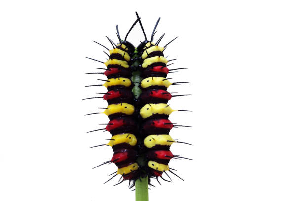 istock colorful butterfly worm isolated on white background. 1158112869