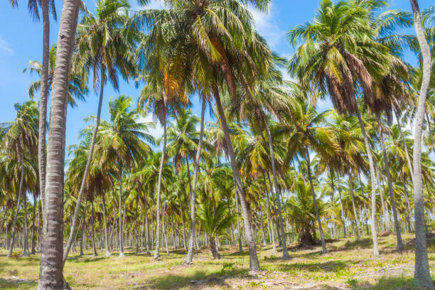 istock Coconut grove, Recife, Brazil 1158113762