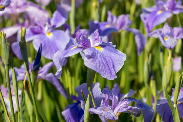 istock Iris, Iris Garden, Katsushika-city, Tokyo, Japan 1158114425