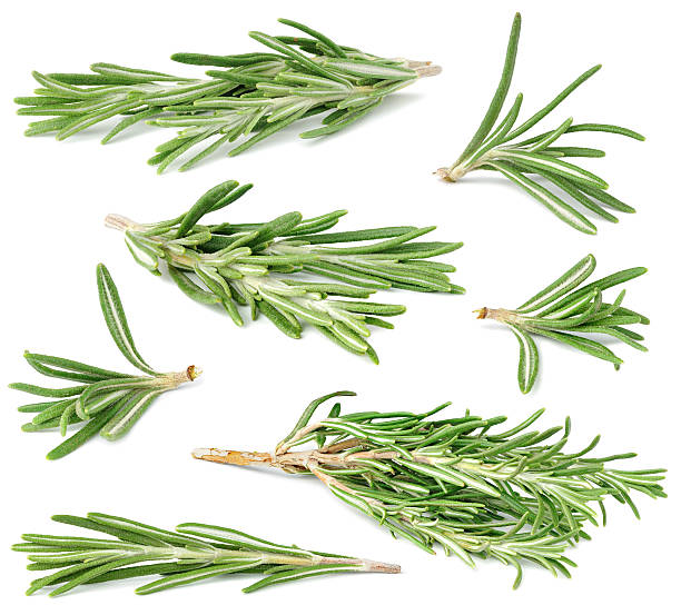 Rosemary collection Rosemary twigs isolated on white. garnish stock pictures, royalty-free photos & images
