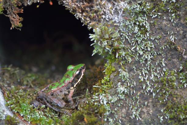 istock Swinhoe's frog 1158115374