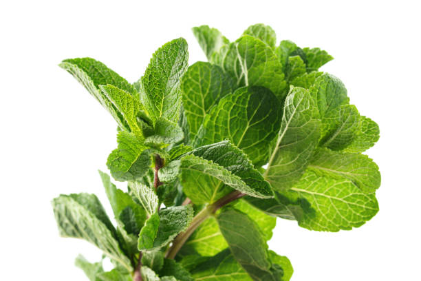 istock Fresh mint leaves isolated on white. Peppermint or spearmint. 1158115582