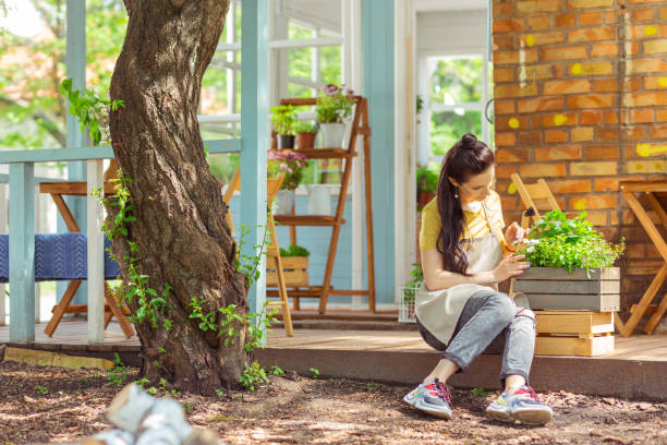 istock Gardener examining a plant outside the cafe. 1158116440