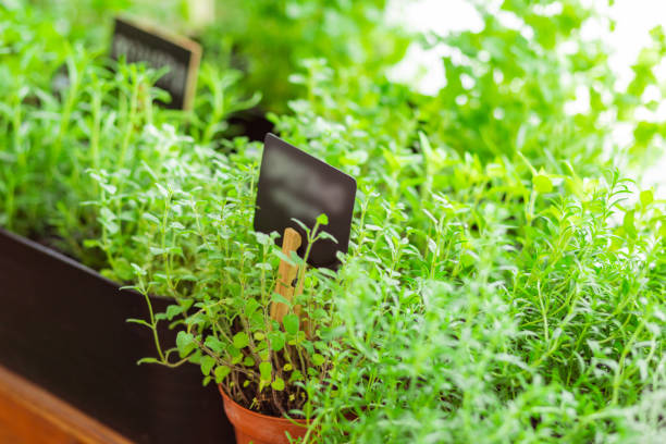 istock Green plants standing on a wooden shelf. 1158117377
