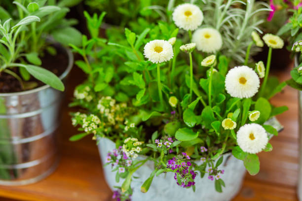 istock Blooming flower pot in front of other plants. 1158117382