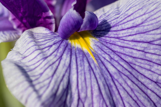 istock Iris, Iris Garden, Katsushika-city, Tokyo, Japan 1158117459