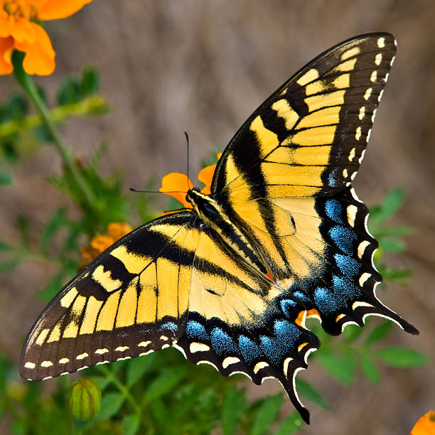 istock Tiger Swallowtail Butterfly 115811991