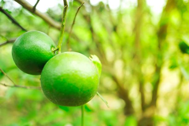 istock Close up green lime in farm 1158119952