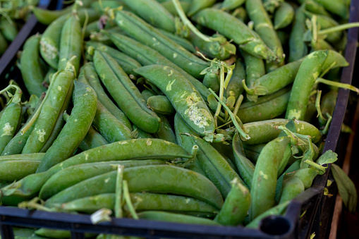 A crate of freshly picked string beans is offered for sale at a Cape Cod farmers market in mid July.