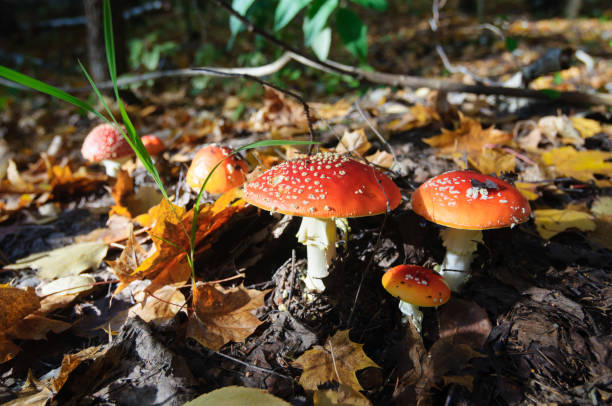 istock Mushroom among the leaves 1158120788