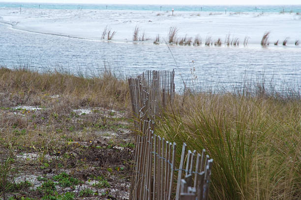 Praia Florida vedação entre mar Reeds conduzindo a costa - fotografia de stock