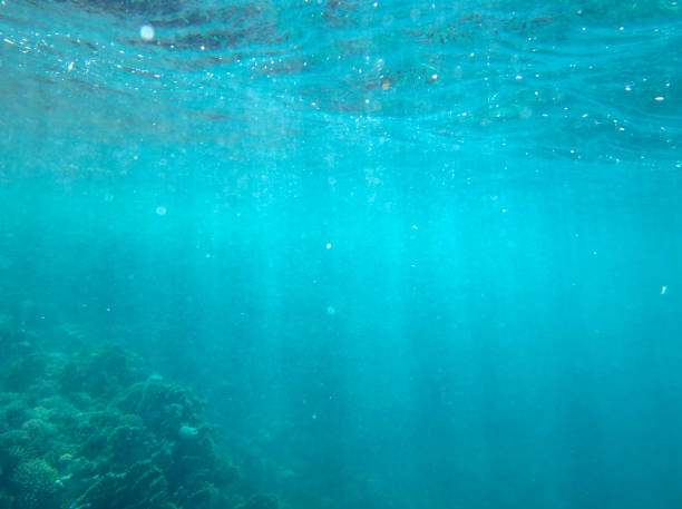 istock sea fish near coral, underwater 1158122597