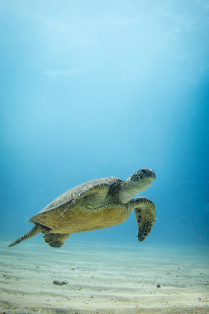 Hawaiian sea turtle in blue water over sandy bottom stock photo