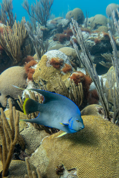 Blue angelfish swimming on tropical coral reef in Bermuda stock photo
