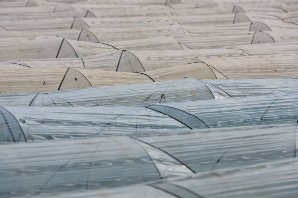 An organic agriculture field with plastic film protected