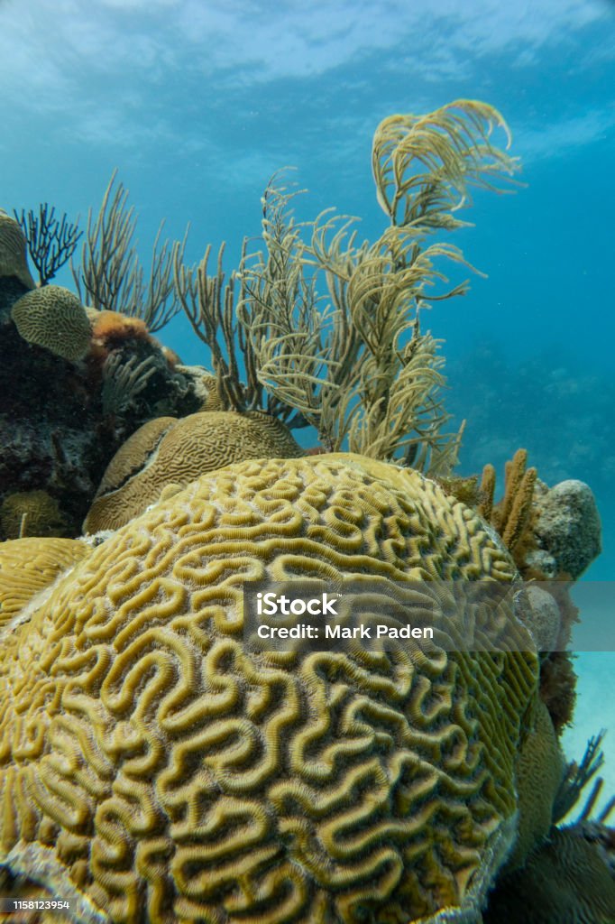 Healthy brain coral on reef with clear water in Bermuda A shot of healthy hard coral on a very healthy coral reef. Soft corals are in the background. Bermuda Stock Photo