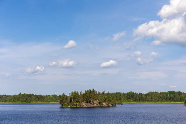 summer sunny landscape on a forest lake
