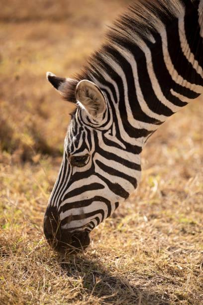 Closeup picture of zebra’s head as it grazes stock photo