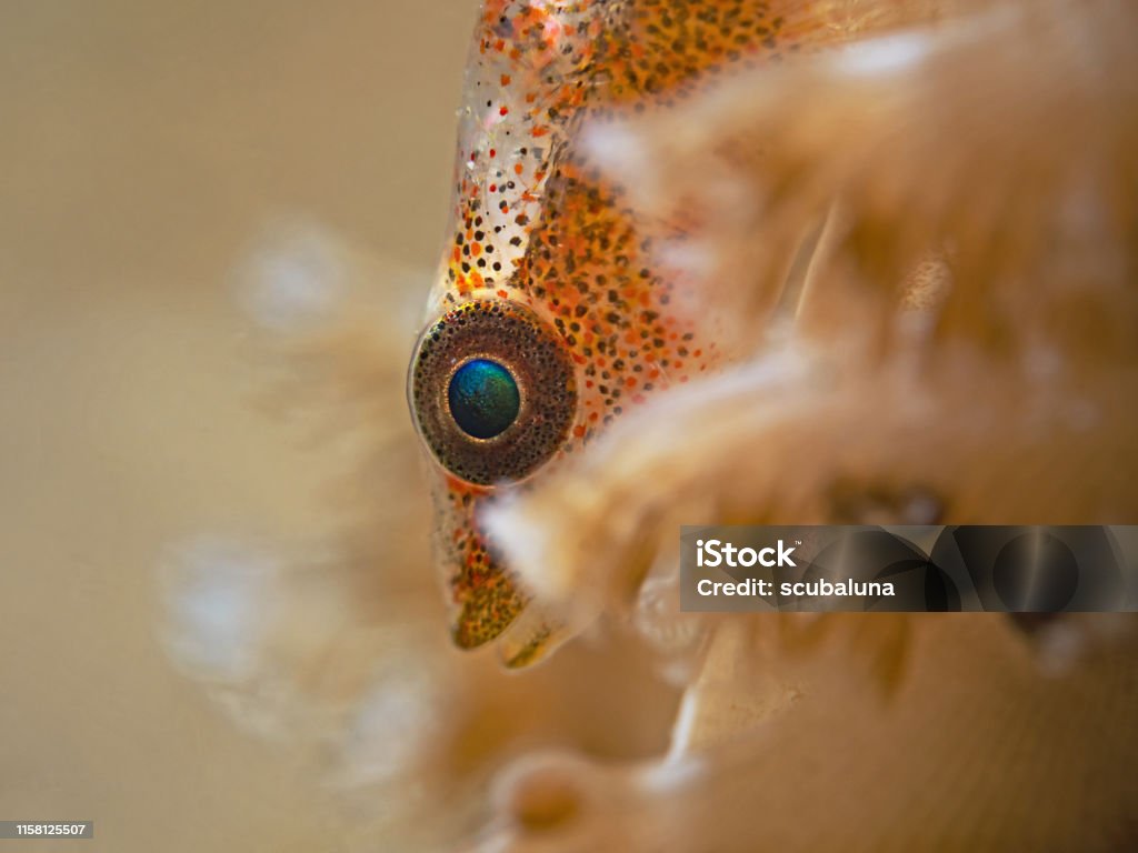 Translucent Coral Goby , Durchsichtige Korallen-ZwerggrundelBryaninops erythrops) Underwater close-up photography of a coral goby on a sea pen (Pulau Bangka, North Sulawesi/Indoensia) Whip Coral Goby Fish Stock Photo