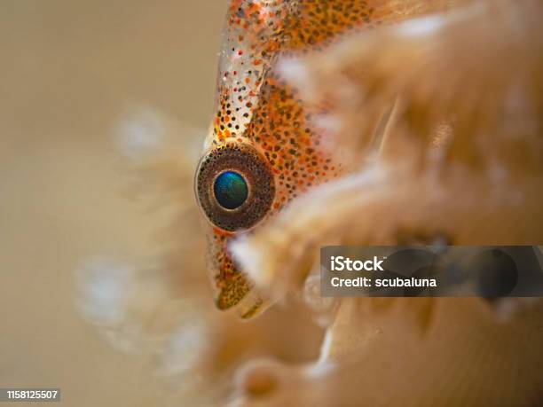 Translucent Coral Goby Durchsichtige Korallenzwerggrundelbryaninops Erythrops Stock Photo - Download Image Now