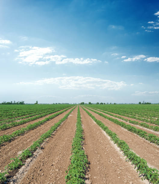 istock agriculture field with green sprout tomatoes in rows and blue sky 1158125918