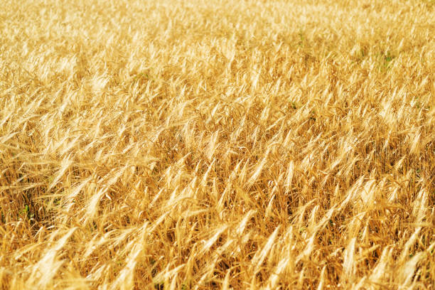 istock background with golden field 1158125919