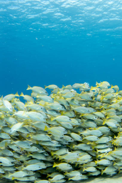 Large school of white and yellow fish underwater stock photo