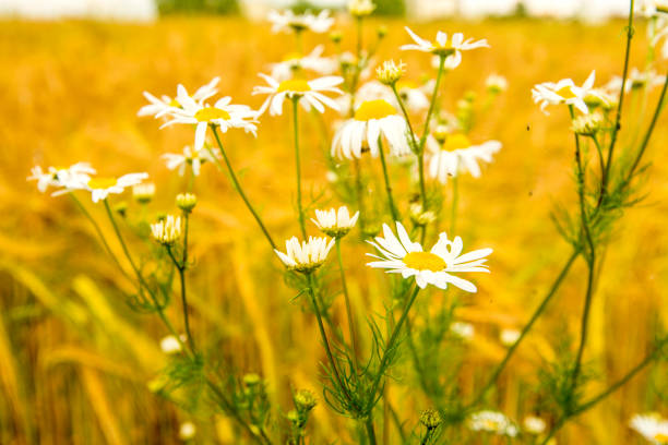 istock Chamomile at a field of barley in Germany 1158129640
