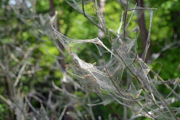 plantas cubiertas de telarañas que contienen larvas causadas por la polilla ermine a principios del verano - insect moth nature ermine moth fotografías e imágenes de stock