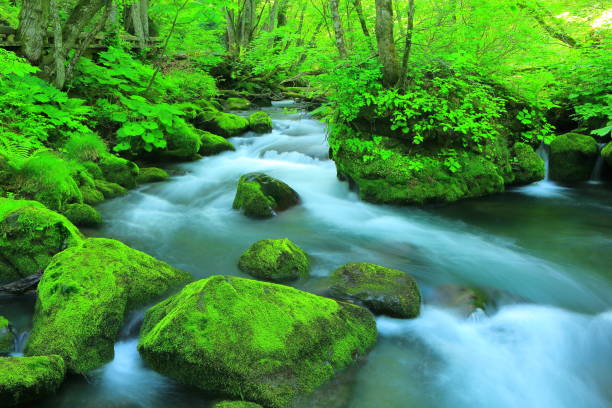 istock Aomori fresh green Oirase mountain stream 1158134989