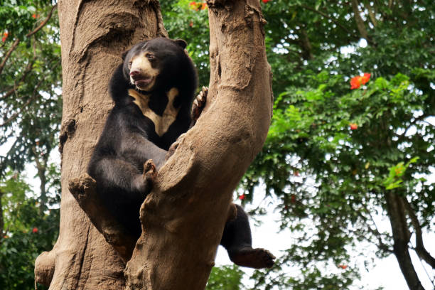 istock A bear is resting on a tree branch waiting to find something to eat. 1158135616