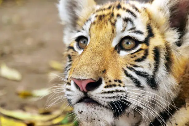 Photo of Close up of a cute tiger cub in the forest.