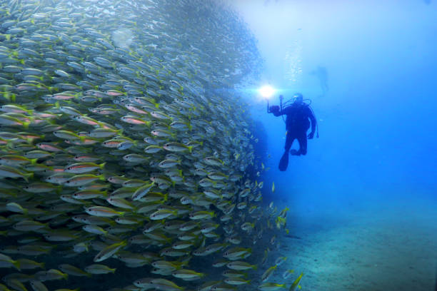 ダイバーは海に飛び込み、彼らが大家族であるかのように、パックで泳ぐ異なる色の魚の何百万人のグループを見つけます。 - sub tropical climate ストックフォトと画像