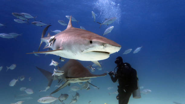 A diver while he feeds a shark surrounded by many fish in the ocean (sea).