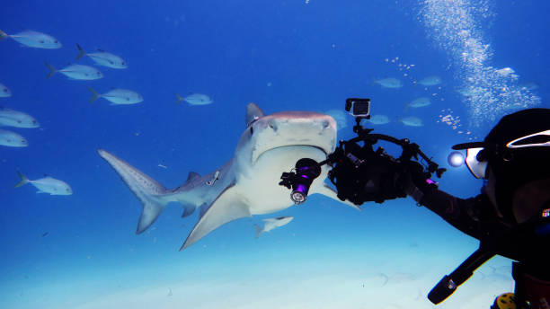 ein taucher, während er einen hai füttert, der von vielen fischen im meer umgeben ist. - sand tiger shark stock-fotos und bilder